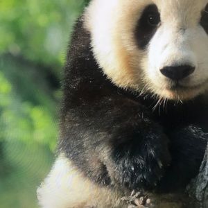 Meet your Posher, Londyn